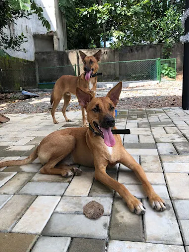 The Dog Park – Nawala